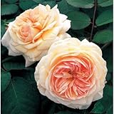 イングリッシュローズ：ア・シュロップシャイア・ラド大苗5号角鉢[とげが少ない四季咲きつるバラ] ノーブランド品