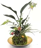 新春苔玉5寸ストレチア寄せ植え