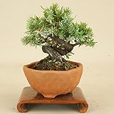 いよじ園 杜松 / トショウ ミニ盆栽 （松柏盆栽 いよじ園）
