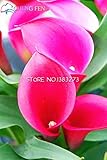 30 Pcs / Lot Calla Lily Seeds Flower Mixed Red And Black Home Indoor Plants Bonsai Seed Good Gift Fo