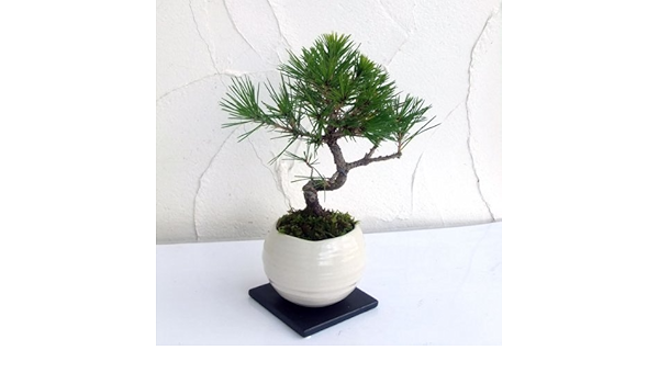 Amazon ネジリ松 三河黒松 3号ミニ和風丸鉢植え 受け皿付き 観葉植物 オンライン通販