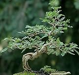 Operculicarya decaryi - Jabily - elephant tree - 10 seeds