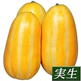 国華園　実生野菜苗　マクワウリ　F1王銀　3株【※発送が国華園からの場合のみ正規品です】