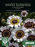 WB 英国ジョンソンシード world botanics Chrysanthemum Cockade クリサンセマム・コケイド