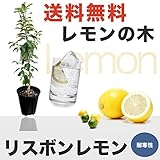 レモンの木 レモン 苗 リスボンレモン 2年生 接ぎ木 苗8号スリット鉢植え