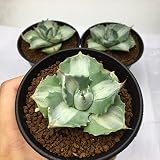 多肉植物:アガベ 王妃雷神 白中斑*7cm