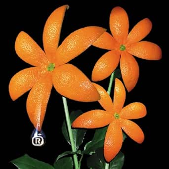 Amazon Music Orange Rangeの花 Amazon Co Jp