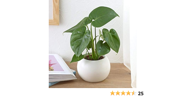 Amazon 日比谷花壇 お手入れかんたん観葉植物 モンステラ ホワイト 観葉植物 オンライン通販