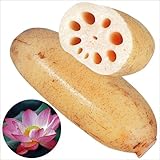 国華園　種レンコン　レンコン　備中　2kg【※発送が国華園からの場合のみ正規品です】