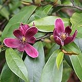 オガタマノキ：パープルクイーン3～3.5号ポット[芳香のある紫紅色花・紫花含笑] ノーブランド品