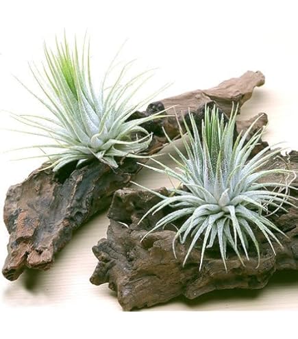 Amazon｜おしゃれ 観葉植物 エアープランツ：チランジア カウツキー