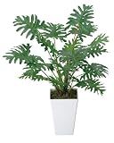 光触媒観葉植物 ｸｯｶﾊﾞﾗ 253A35
