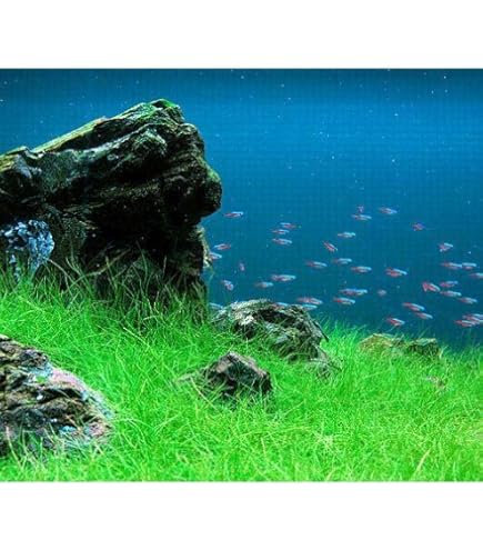 Amazon.co.jp: （水草）ヘアーグラス ショート（水上葉）土付き