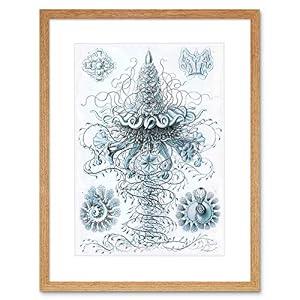 Nature Jellyfish Ernst HaeckelドイツBiologyヴィンテージフレームプリントb12 X 2855 Nature Jellyfish Ernst HaeckelドイツBiologyヴィンテージフレームプリントb12 X 2855