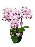 胡蝶蘭 ランラン 3本立ち （こちょうらん） 胡蝶蘭 生花 造花 ギフト 光触媒 髪飾り 産地直送