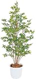 タカショー グリーンデコ　洋風ベンジャミン　グリーン鉢付（人工植物/観葉植物） 1.5m （GD-120G）