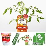 トマトのかんたん栽培セット：ベータ（β）カロテントマト[カゴメKAGOME] ノーブランド品