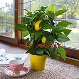 20 lemon bonsai fruit seeds Citrus limon Tree Seeds Fruit Garden Terrace Seed NO-GMO fruit and veget