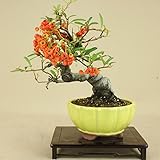 いよじ園 ピラカンサ / 根上り （小品盆栽） 【雑木盆栽】いよじ園