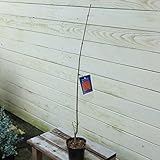 庭木：サトウカエデ（シュガーメイプル）