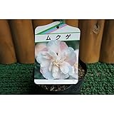 ムクゲ（八重咲き　ピンク花）樹高60～80cｍ前後　ポット苗