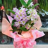 デンドロビューム ピンク 鉢植え　お祝い・誕生日などのプゼントにかわいい蘭の花デンドロビウム