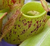 Nepenthes ampullaria orange speckle green lips - pitcher plant - 5 seeds
