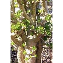 Amazon | 【種子】Dracaena Draco◇ドラセナ・ドラコ◎「長寿の木