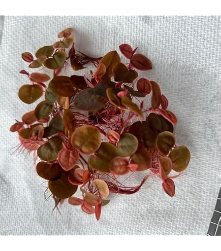 ブリクサショートリーフ 50株 水中葉 無農薬 無害虫 【公式通販】