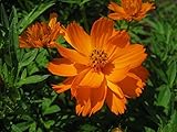 オレンジ硫黄コスモスの種Oranzhevyy Venets年次花