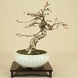 いよじ園 十月桜 小品盆栽 【雑木盆栽 花物盆栽】