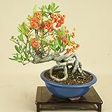 いよじ園 ピラカンサ / 根上り （小品盆栽） 【雑木盆栽】いよじ園