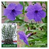 ルエリア パープルシャワー 13.5cmポット苗