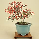 いよじ園 こけももカマツカ (珍品) 貴風盆栽 (実物盆栽)