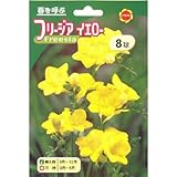 秋植え球根 フリージア イエロー 一重 (543911)