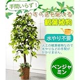 お手軽観葉植物(人工観葉植物) ベンジャミン