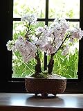 お祝いプレゼントに　八重サクラ盆栽　桜盆栽で　お花見