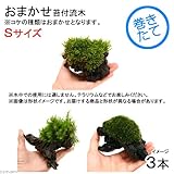 (観葉/苔)テラ向け おまかせ苔付流木 Sサイズ(約15cm)(3個) 本州・四国限定[生体]