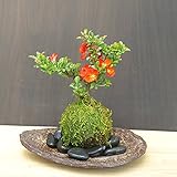 年に数回可憐な花が楽しめます。名前も縁起がいいでしょ？【紅長寿梅（べにちょうじゅばい）の苔玉（こけだま）・くらま岩器・敷石セット】 (敷石の色（黒石）)