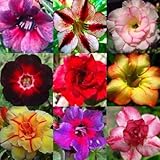 Adenium obesum mixed colours - Desert rose mixed colours - 10 seeds