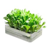 ミニ水耕菜園キットBL ベビーロメイン