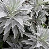 100印象的な魔法の種子ホワイトセージサルビアアピアナ種子ガーデンハーブの種