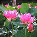 10個入りレッドボウルハスの種ガーデン水耕栽培の花