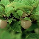 ユスラウメ苗木 ゆすらうめ(白実)