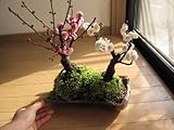 紅白梅盆栽寄せ植え　　紅梅盆栽と　白梅盆栽の　二本の梅が　一つの鉢に  　お祝いの　贈り物に　和の鉢植え盆栽