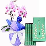 鳩居堂のお線香　白鳩　特選ミディ胡蝶蘭 2本立ち ピンク色　4号陶器鉢　お供えラッピング　セット　フランス製リボン