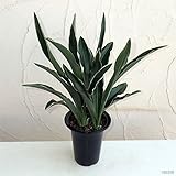 万年青 （おもと）：都の城5.5号鉢植え[ミヤコノジョウ 新居祝いに！]