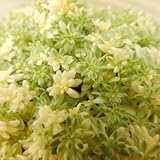 seセダム ミルクゥージ 多肉植物 セダム 9cmポット