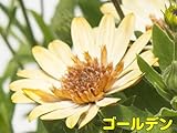 分枝促進・切り戻し処理済み！ ダブル咲で豪華、しかもちょっと変わった花色も特徴の新しいオステオスペルマム ダブルファンシリーズ 【ゴールデン】 １株9cmポット苗