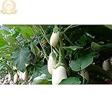 ホワイトFATナスF1種子、200種子/パック、高収量、耐病性のKK178